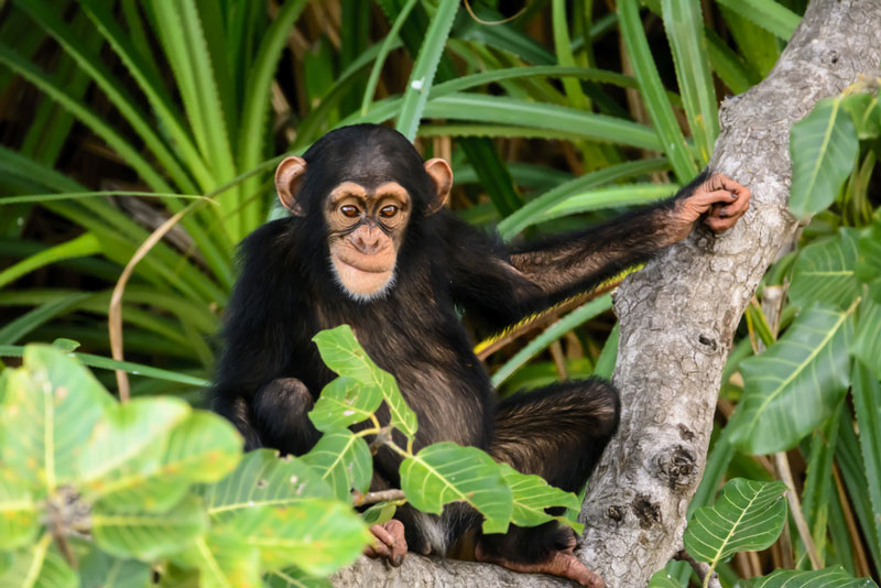 The Chimpanzee Rehabilitation Centre