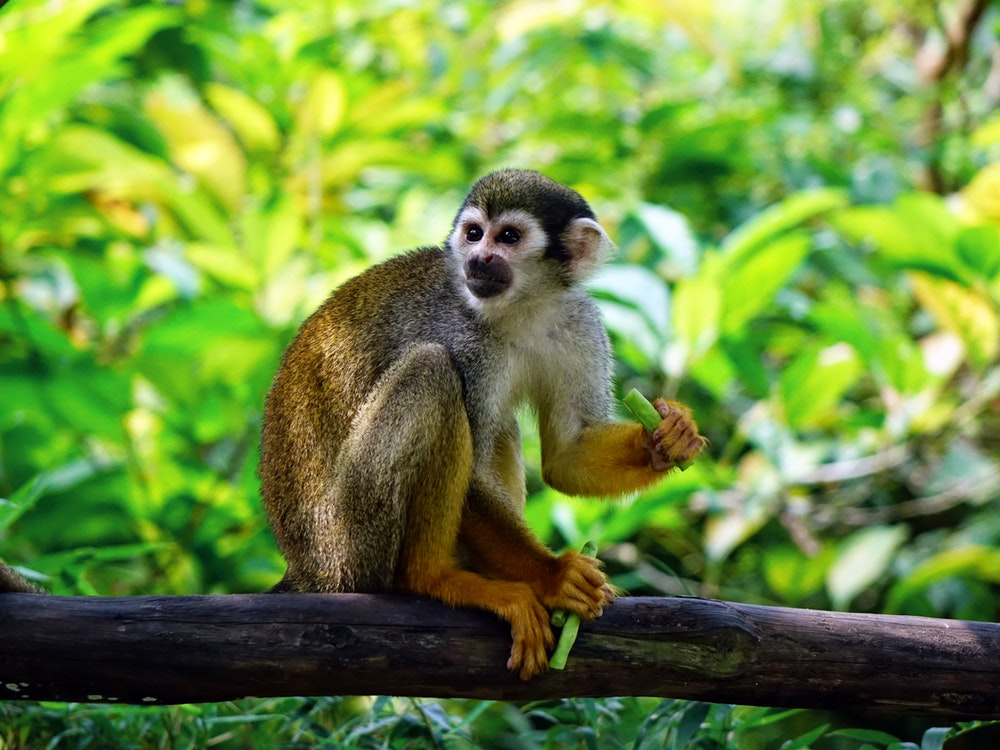 Visit the monkey park in Serekunda, the Gambia